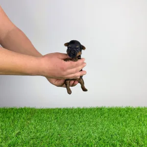 Yorkshire Terrier - Petty