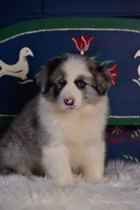 Border Collie - Enigma