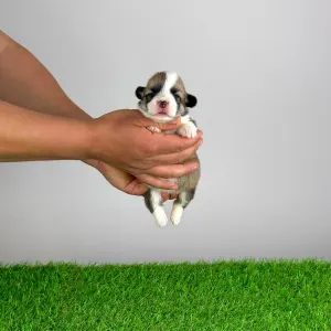 Welsh Corgi Pembroke - Yama