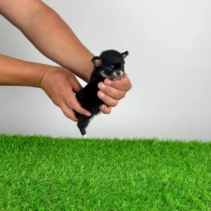 Chihuahua - Fatima