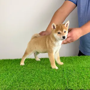 Shiba - Kaida