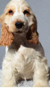Angol Cocker spániel - Leona