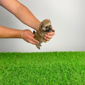 German Pomeranian Spitz - Quero