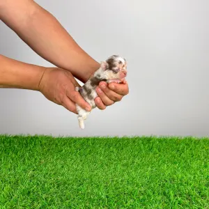 Chihuahua - Chocolatta