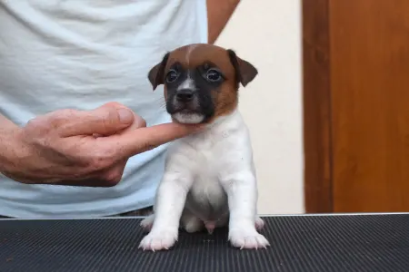 Jack Russell Terrier - Xandro