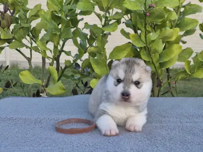 Sibiřský husky - Brown Boy