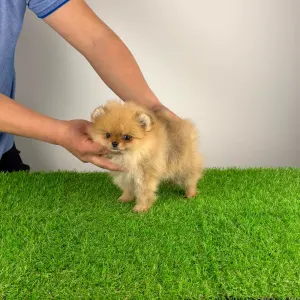Pomeranian - Vesta