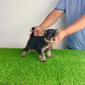 Yorkshire Terrier - Dave