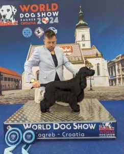 English Cocker Spaniel - La Scale Kennel