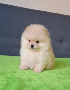 Pomeranian - Carlos