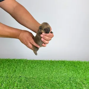 Pomeranian - Tompson