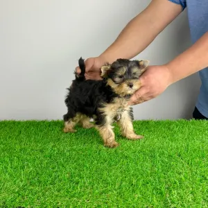 Yorkshire Terrier - Nero