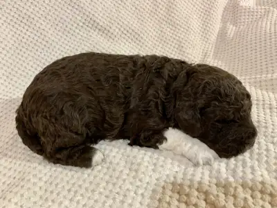 Romagna Water Dog - Friendly Lagotto Leona