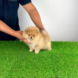 Pomeranian - Pici Bello