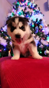 Szibériai husky - Zafír Of Polar Moonlights