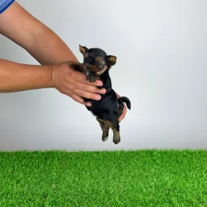 Yorkshire Terrier - Ylko