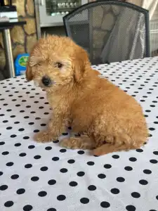 Poodle Toy - Fahéj