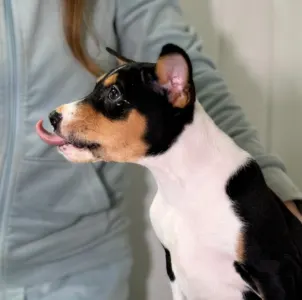 Basenji - Boy 3 Trikolor Name- Perfect Check 