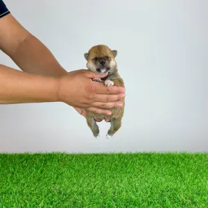 Shiba inu - Xena