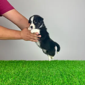 Australian Shepherd - Vox