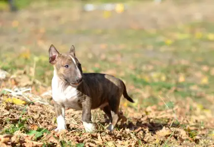 Miniature Bull Terrier - Gizmó