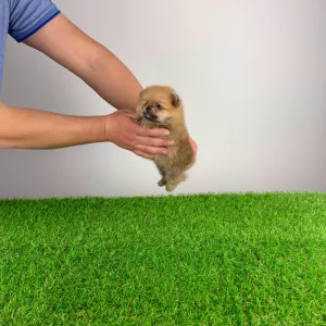 German Pomeranian Spitz - Turbo
