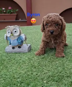 Caniche Nain - Byron