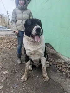 Owczarek środkowoazjatycki - Gaplan Iz Zamka Larisi