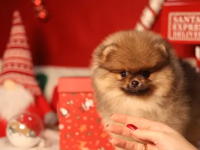 Szpic miniaturowy - Mona🩷