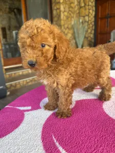Poodle Miniature - Red