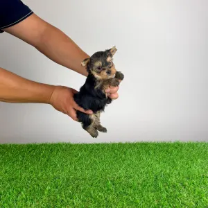Yorkshire Terrier - Eryx