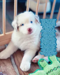 Australský ovčák - Budnat Aussies Hey Houdini