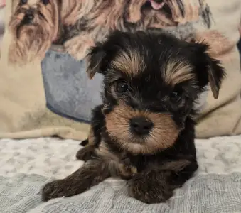 Yorkshire Terrier - Fantastic Dream