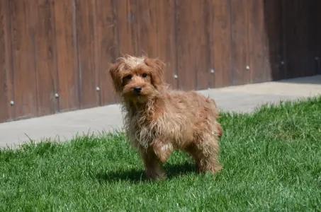 Labradoodle - Vicente
