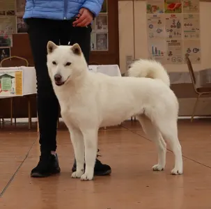 Hokkaido - Ayame