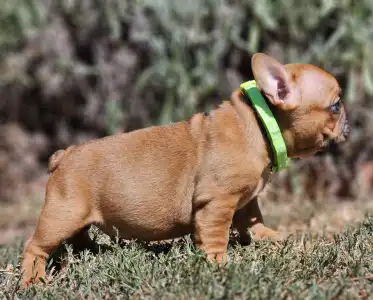 French Bulldog - Uranus