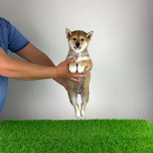 Shiba - Ilfov