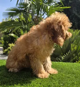 Cavapoo - Mike