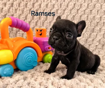 Französische Bulldogge - Miora Frenchie Ramses
