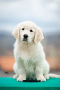 Golden Retriever - Black Boy