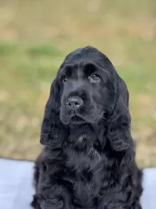 Angol Cocker spániel - Star 