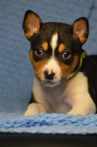 Basenji - Lucky Alien
