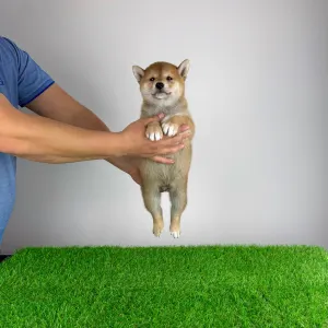 Shiba - Luigi