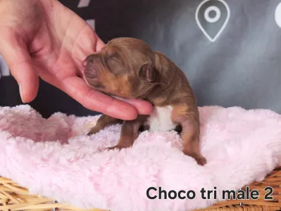 American Bully - XL - Choco Tricolor Pejsek 2