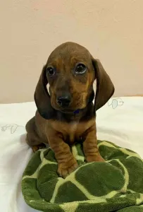 Dachshund - Mr Blue