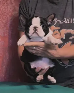 Boston Terrier - Indi