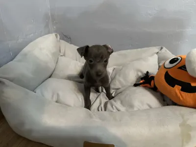 Italienisches Windspiel - Xandra