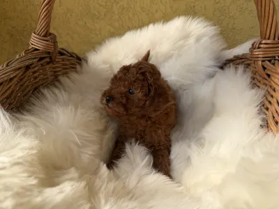 Trpasličí pudl - Gary