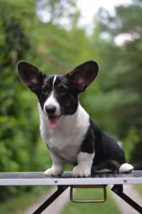 Cardigan welsh corgi - Kolonels Mendenhall 
