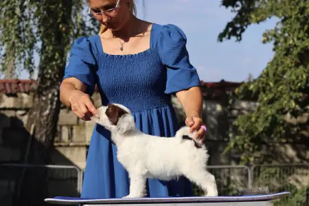 Tibetan Terrier - James Bond